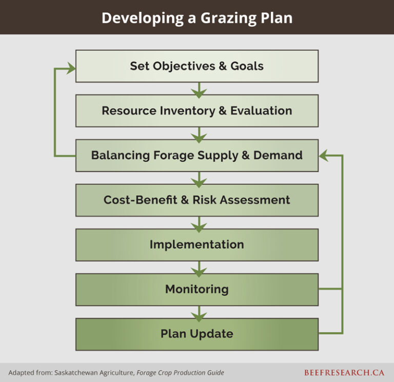 Grazing Management Beefresearch Ca