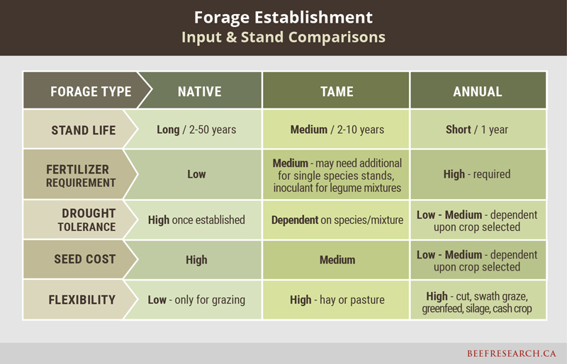 forage establishment input and stand comparisons
