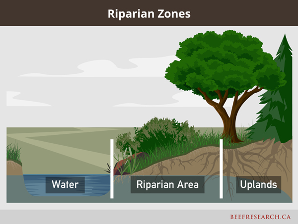 Riparian zones