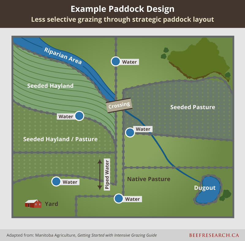 Example paddock design