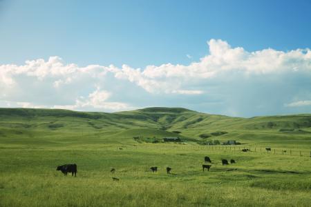 cattle on green grass
