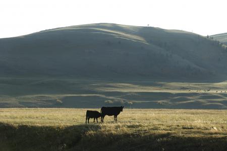 cow calf on pasture