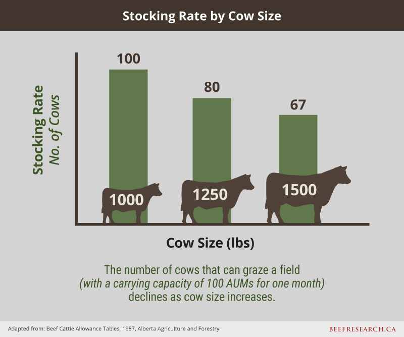 stocking rate by cow size
