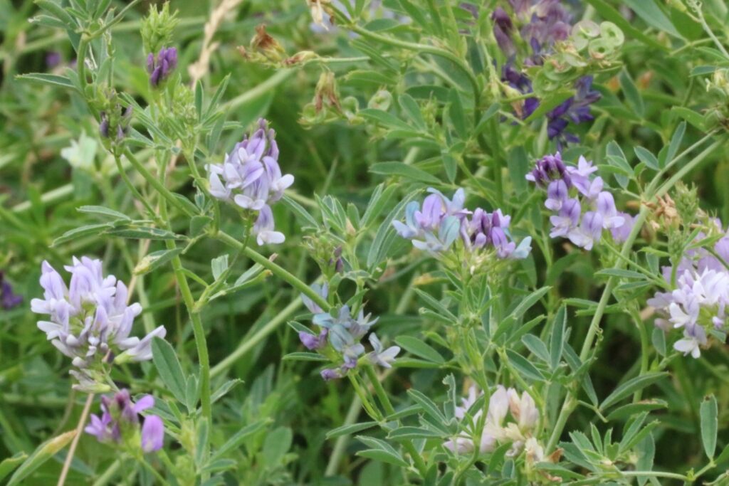 Alfalfa in bloom