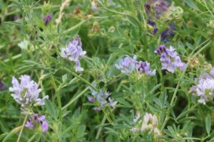 purple flower alfalfa bred for Canada's climate