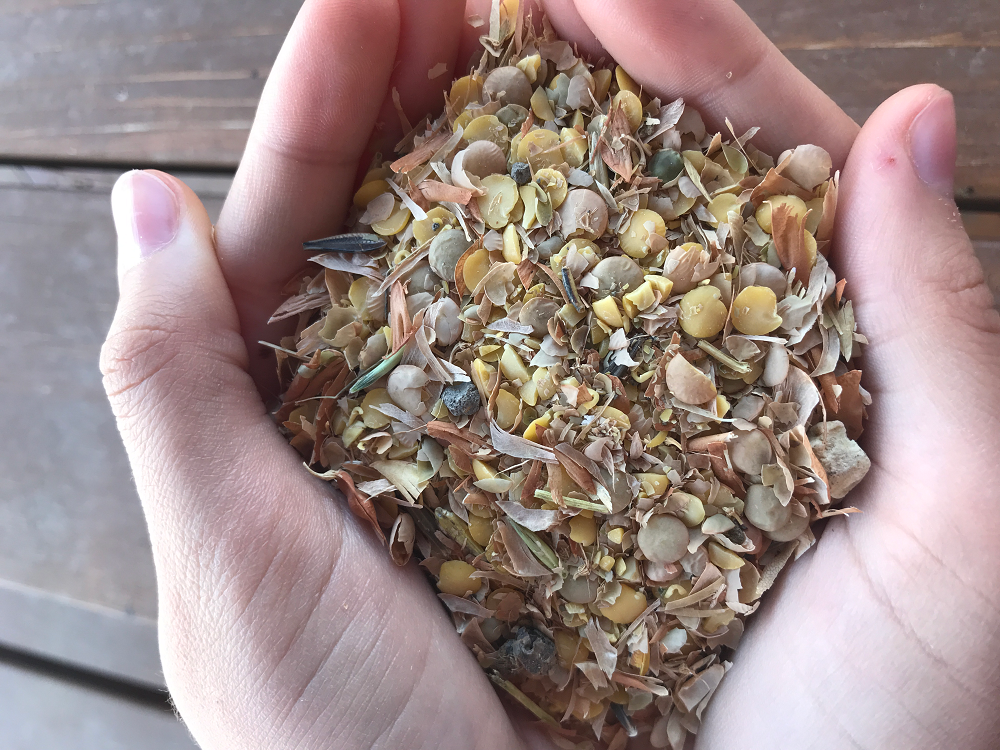 Mixture of lentil screenings.