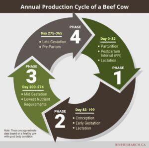 annual production cycle of a beef cow