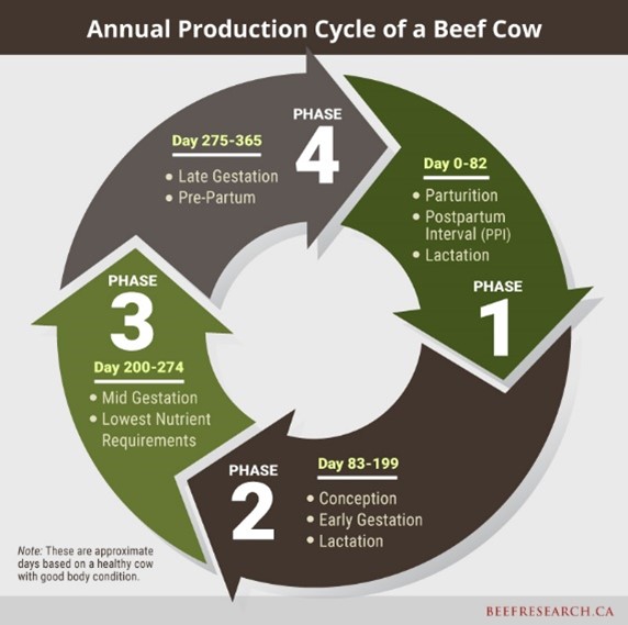 Annual production cycle of a beef cow.