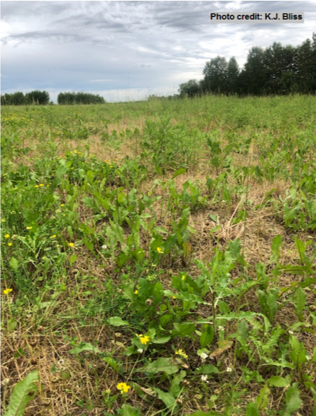 pasture damage from armyworms 