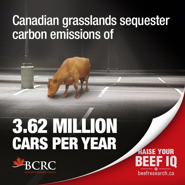 Canadian grasslands sequester carbon emissions of 3.62 million cars per year.