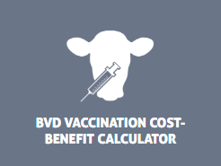Beef Cattle Research Council bovine viral diarrhea vaccination cost-benefit calculator