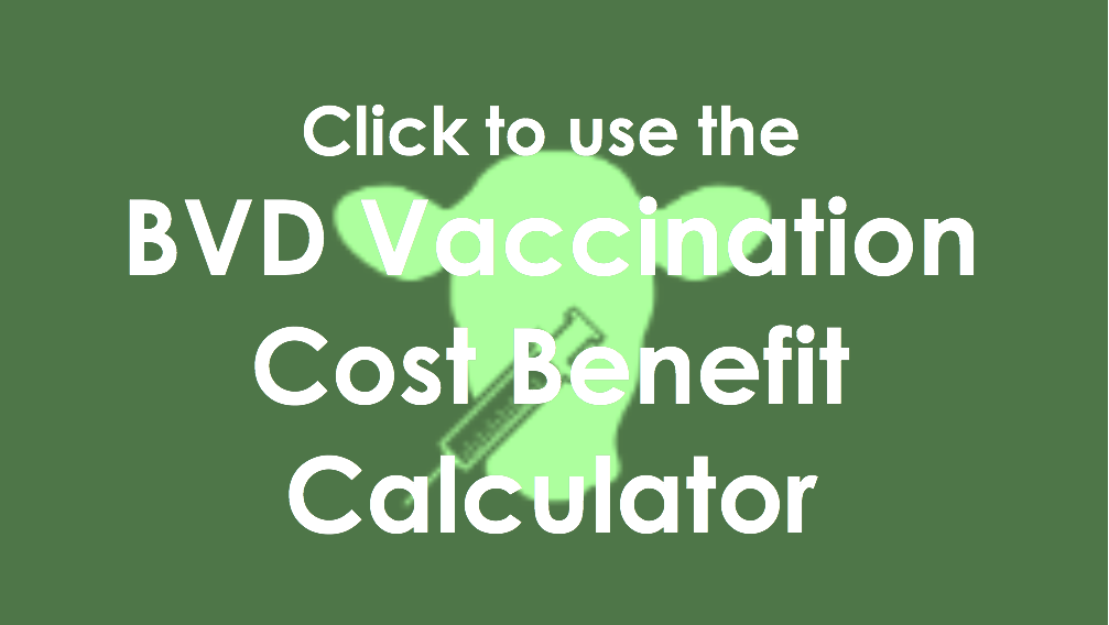 BVD vaccination cost benefit calculator