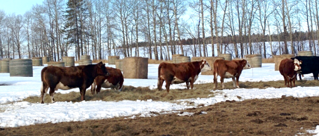 cattle bale grazing