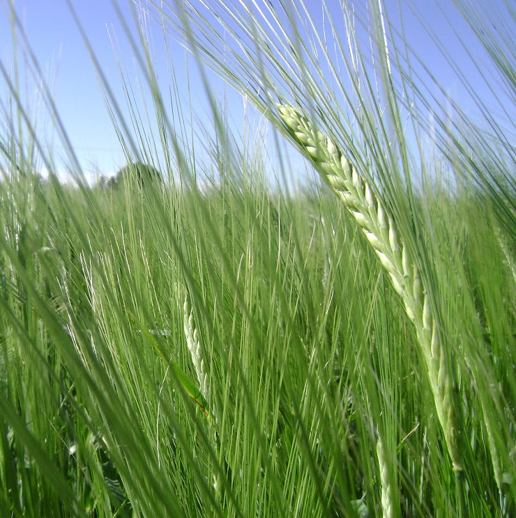 Barley in field