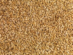 barley 