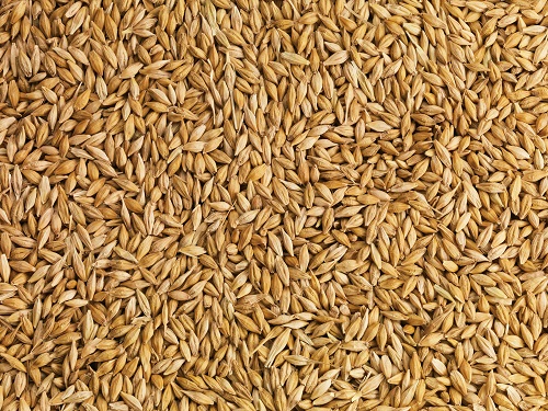 Barley