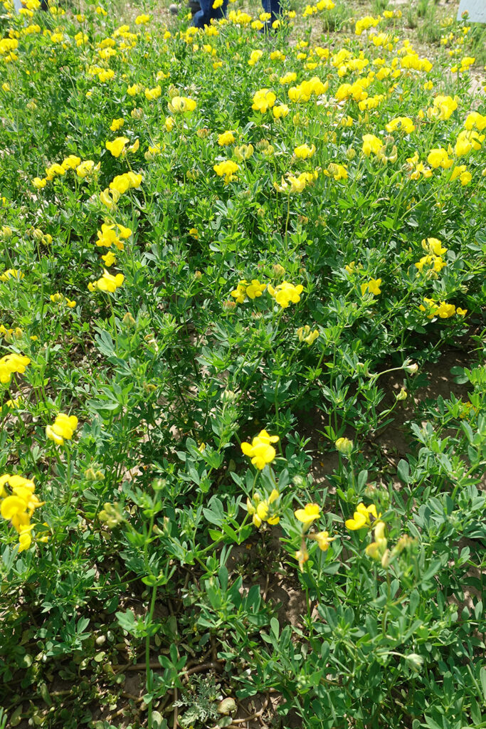 Birdsfoot trefoil