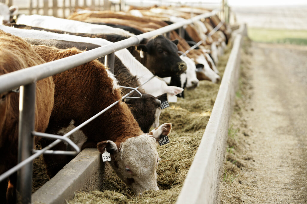 cattle in feedlot