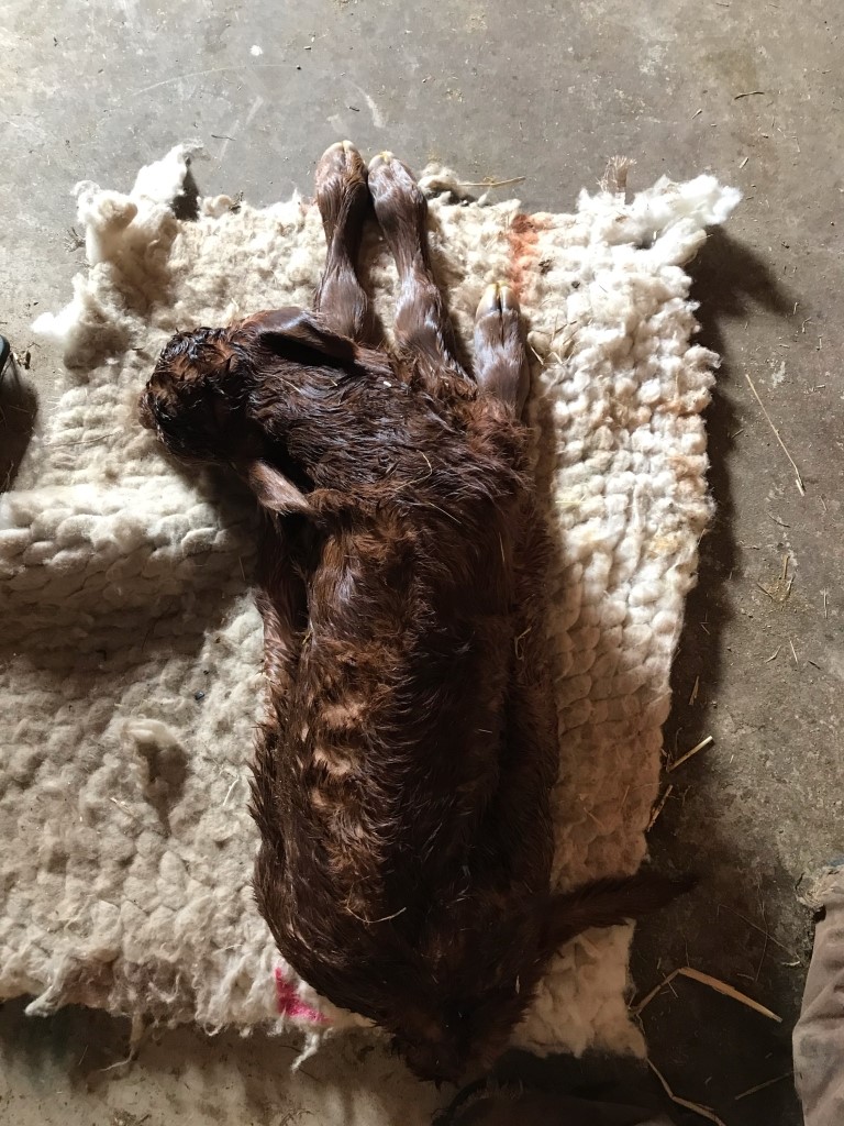 Beef calf in the recovery position