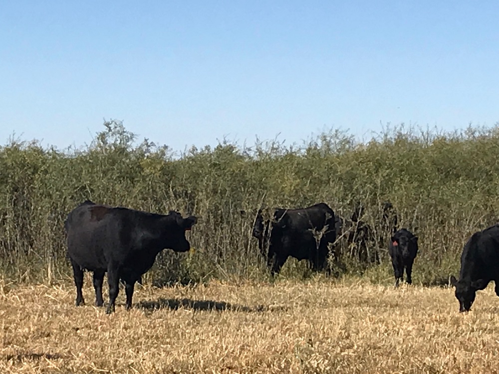black cows and calves