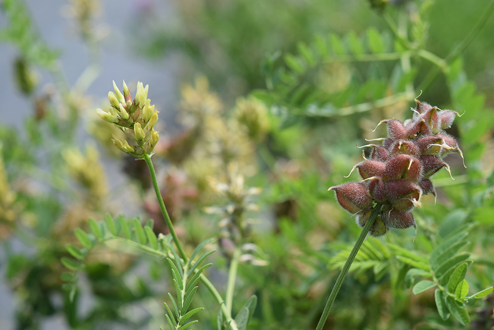 Cicer milkvetch