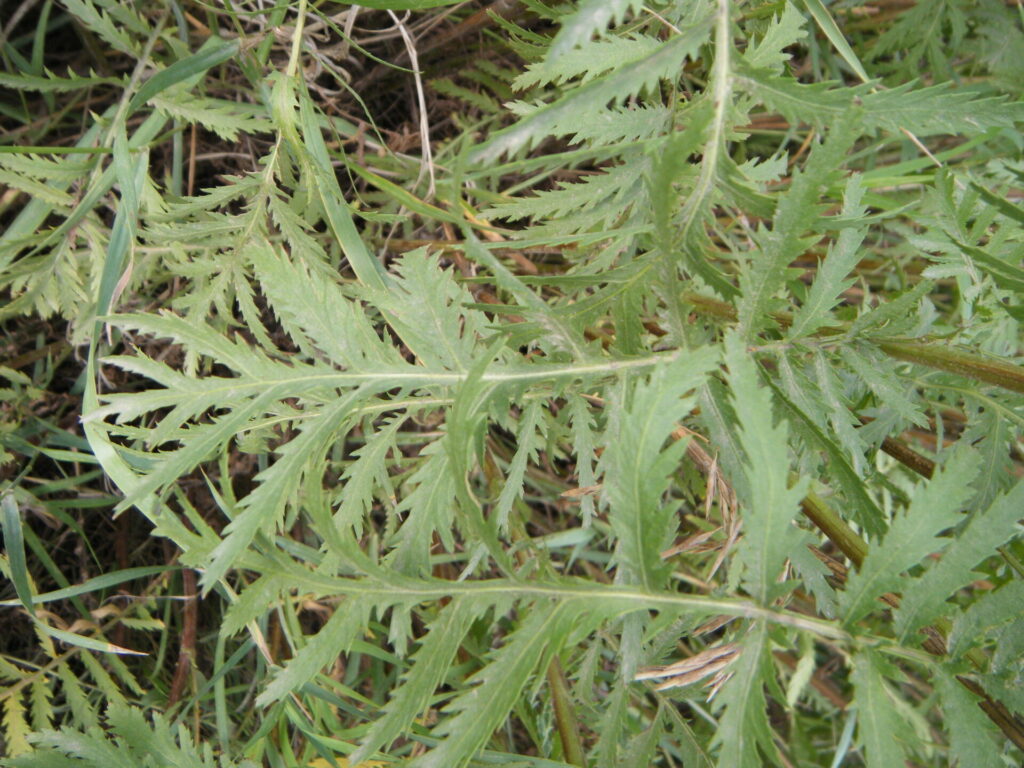 common tansy