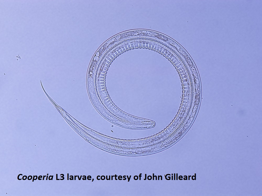 Roundworm: Gastro-Intestinal Nematode Life Cycle - WormBoss