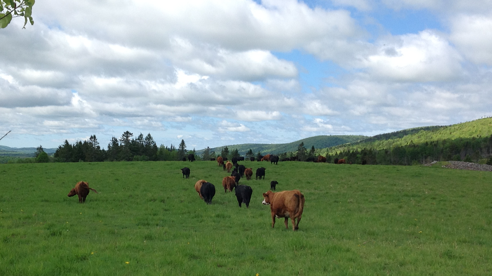 Cattle grazing high country