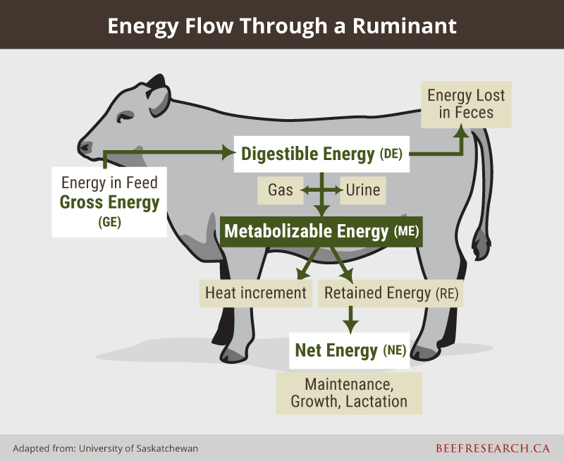 Energy flow through a ruminant