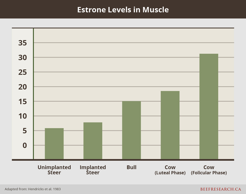 Estrone levels in beef muscle
