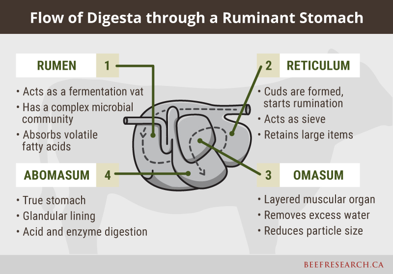 Flow of digesta through a ruminant stomach
