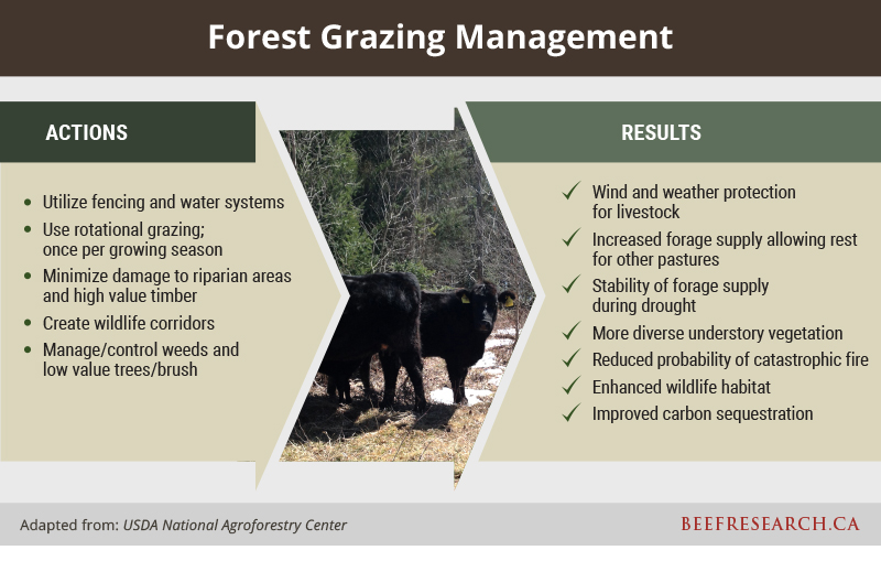 Forest grazing management