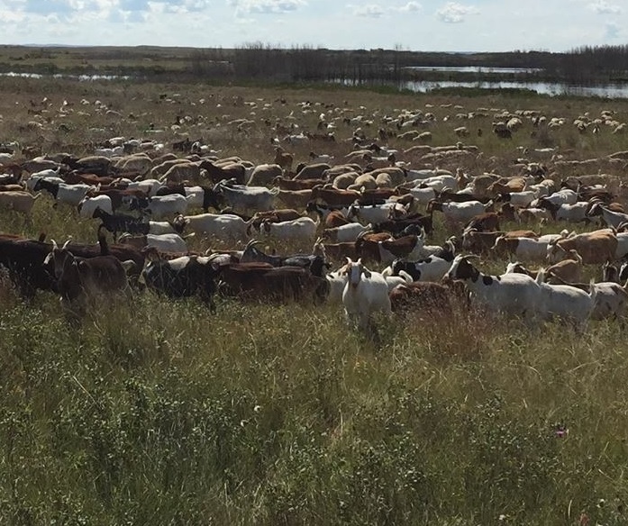 goats and sheep grazing leafy spurge