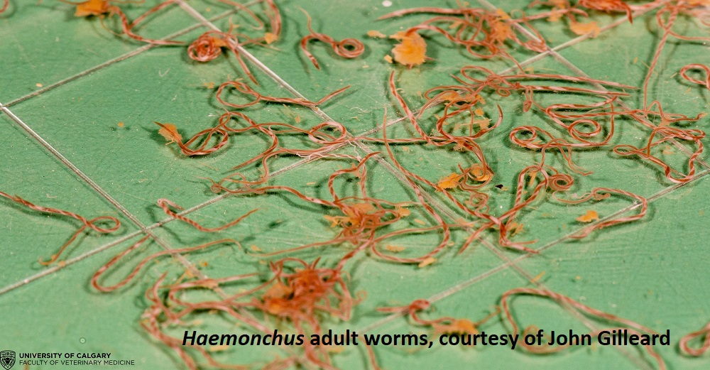 Haemonchus adult worms
