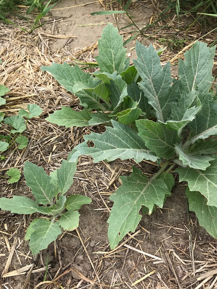 Henbane