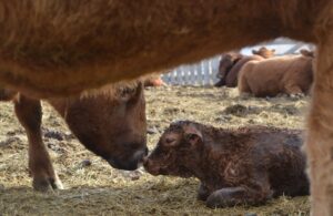 newborn calf and cow