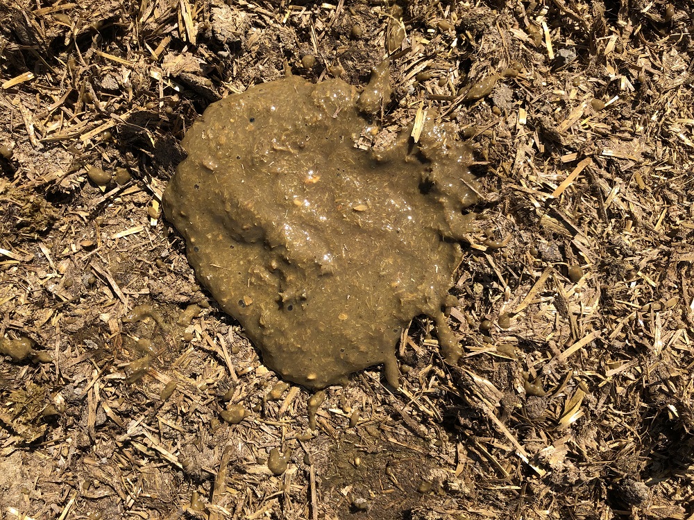 Loose manure indicating digestive upset.