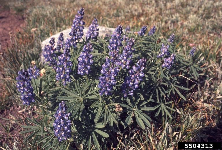 lupine