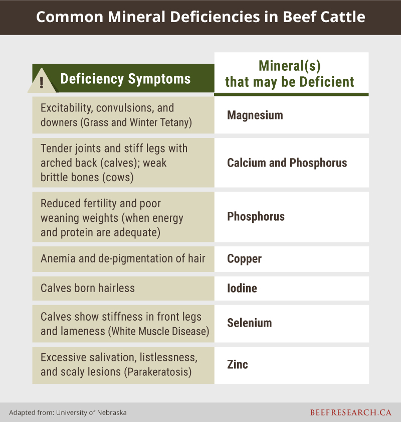 Common mineral deficiencies in beef cattle