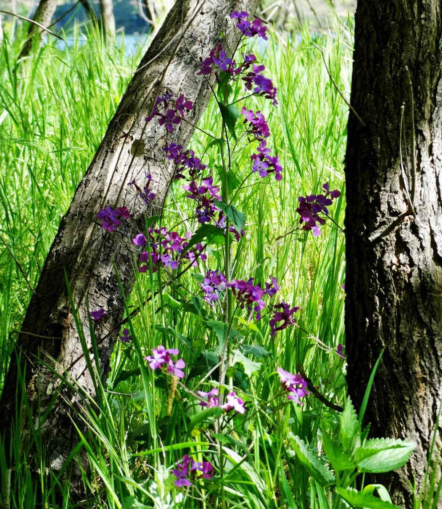 tall larkspur