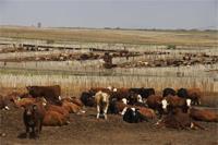 cattle in feedlot pens