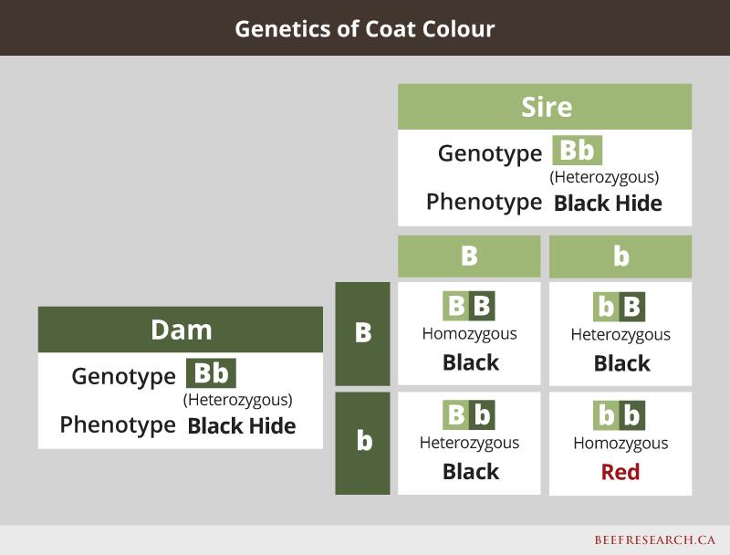 Genetics of coat colour