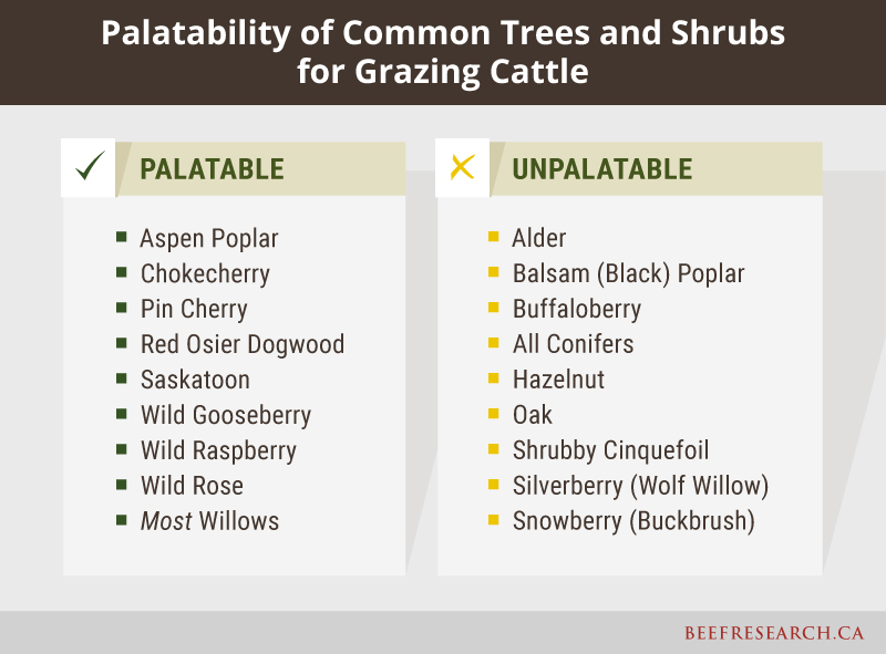 palatability of common trees and shrubs for grazing cattle