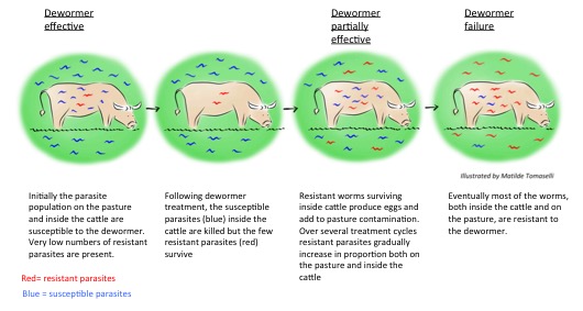 Dewormer infographic