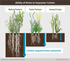 Ability of native pasture grasslands in beef production to sequester carbon