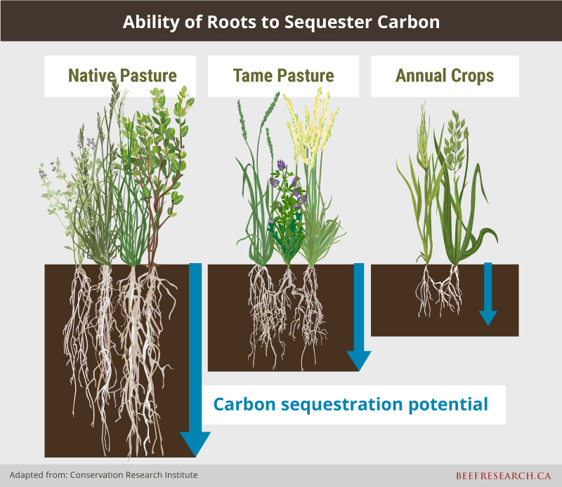 Ability of roots to sequester carbon