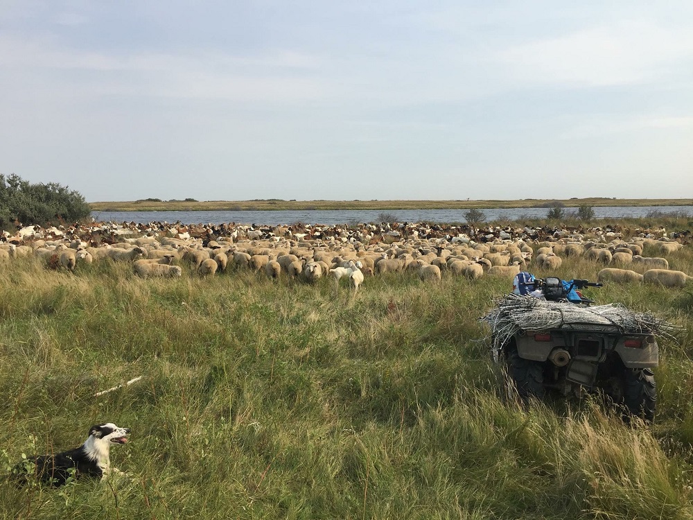 sheep and goats grazing