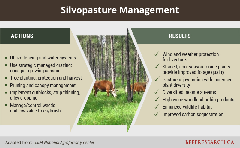 Silvopasture management