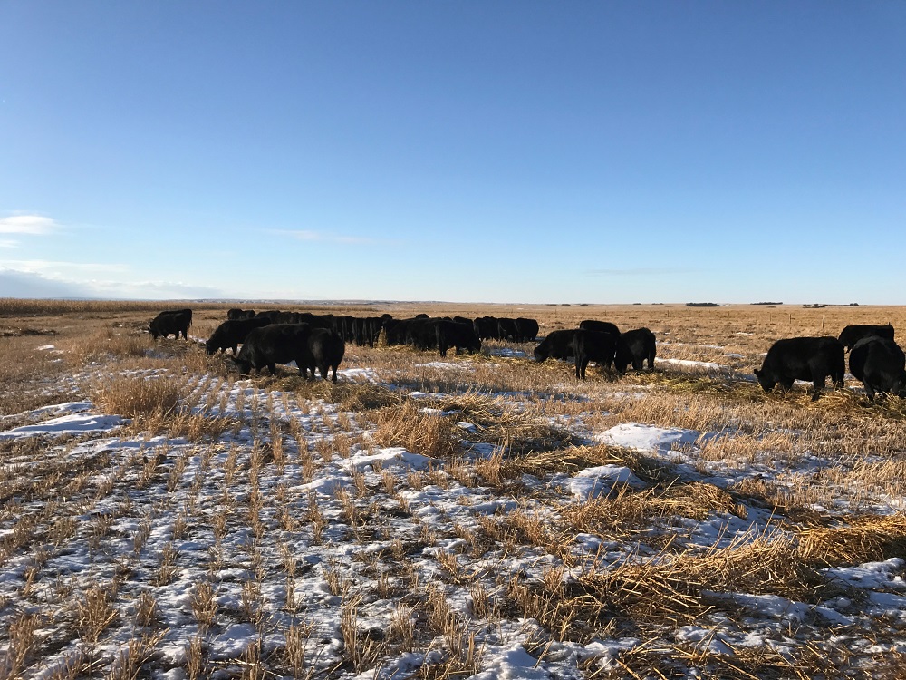 Cattle swath grazing