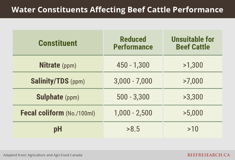 water constituents affecting beef cattle performance